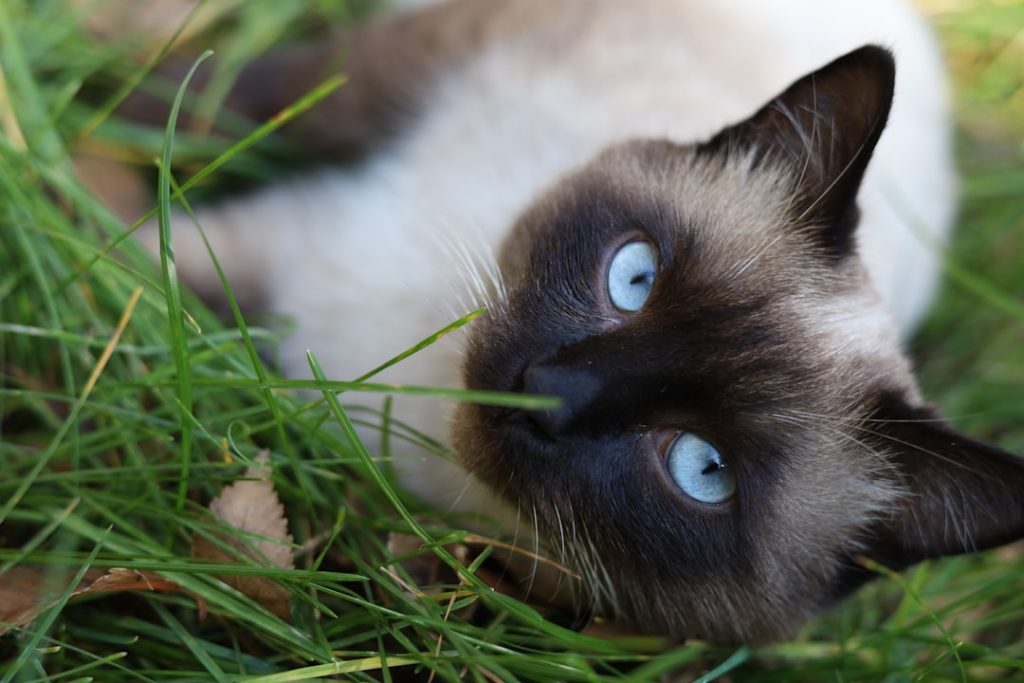 a-cat-with-blue-eyes-laying-in-the-grass-us2gnwptueo