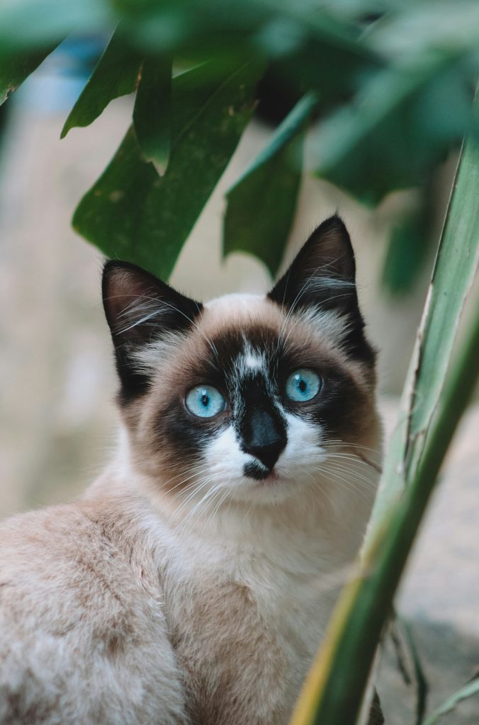 Uma gata de olhos azuis.