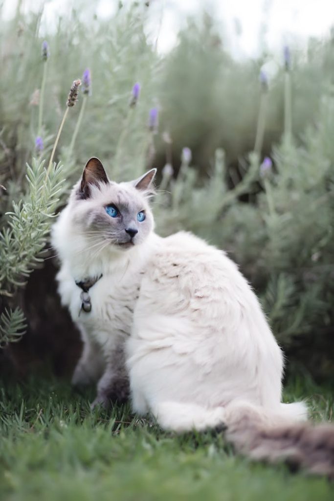 Side view of curious Thai cat in collar sitting on grassy lawn and attentively looking at distance